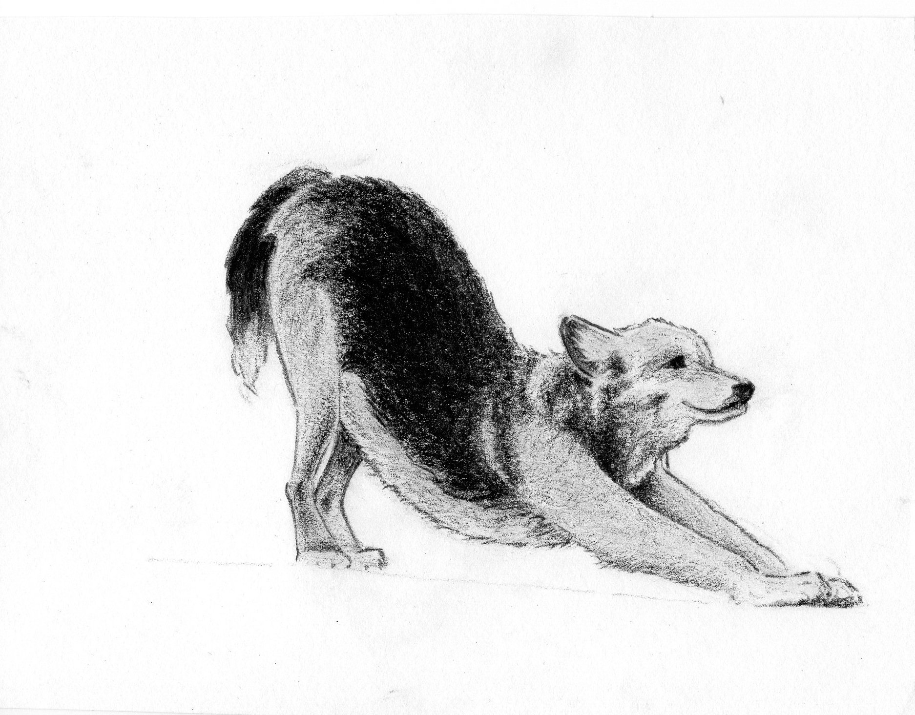 downward_dog____canine_sketch__by_floraredwood_d64mu1q